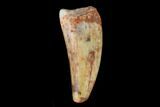 Serrated, Fossil Phytosaur Tooth - New Mexico #133345-1